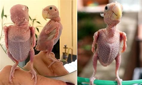 Rhea The Naked Bird Gains Instagram Following After Losing Her Feathers Due To A Virus Daily
