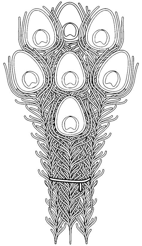 Peacock Traceable Heraldic Art