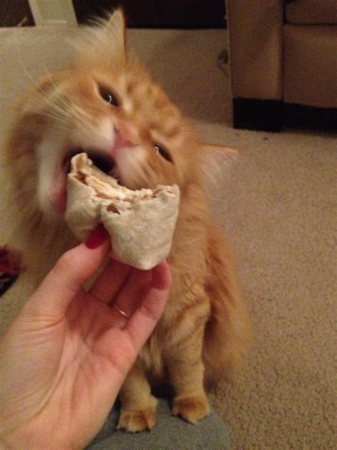 My Friends Cat Eating A Burrito Cats