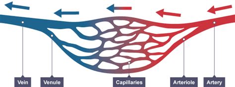 Posted by cassidy smith on 25 august 2017, 8:05 am. What are the three types of blood vessels and their functions? | First Aid for Free