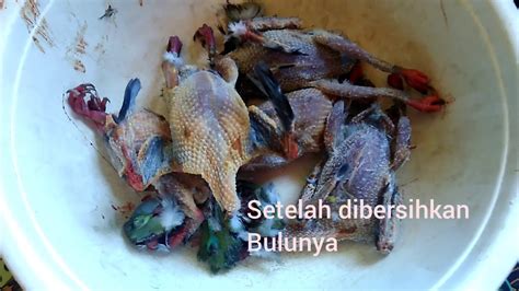 Resep lezat dan sederhana dari indonesia. Cara memasak daging burung punai - YouTube