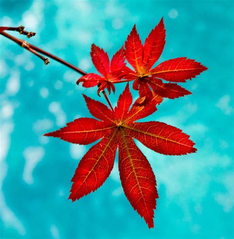 Japanese Maple Leaves Photograph By Katie Dees