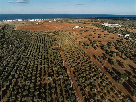 Olive Tree Farm From Above Drone View Of Olive Tree Plantation By