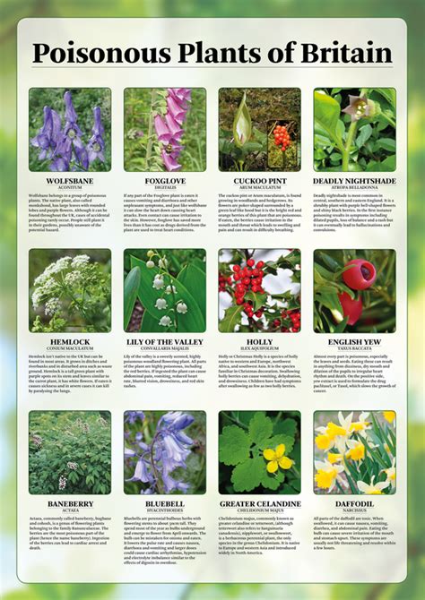 Poisonous Plants Of Britain Poster Tiger Moon