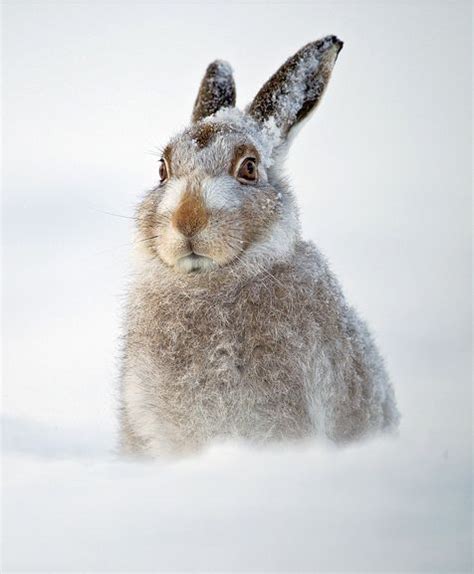Rabbit In The Snow Winter Wonderland Pinterest