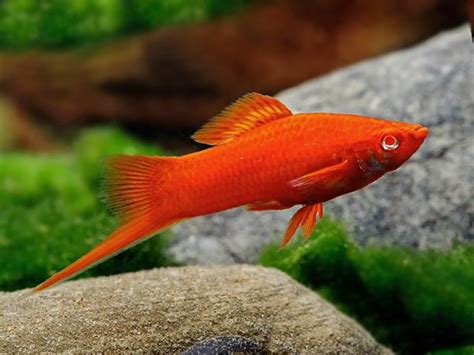 Red Albino Swordtail Get It From Fishplaceeuproductred