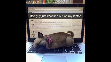 10 Hilarious Dog Snapchats That Are Impawsible Not To Laugh At New