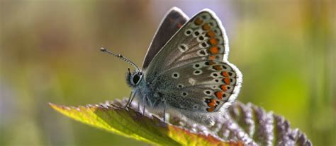 Brown Argus Butterfly National Trust