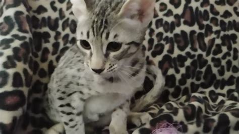Savannah Cat Breeder With Budget Friendly Pricing Options In Il