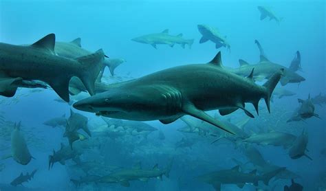 Protecting The Grey Nurse Shark Australian Geographic