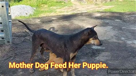 Natures Beauty Mother Dog Feed Her Puppie Youtube