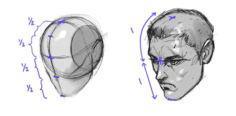 The Loomis Method Of Drawing The Head A Step By Step Guide Gvaats