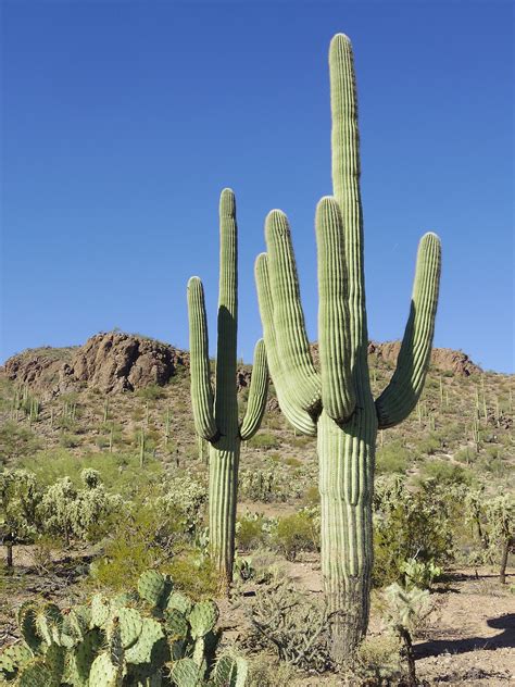 Filecarnegiea Gigantea In Saguaro National Park Near Tucson Arizona