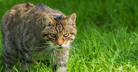 Scottish Wildcat Seized By Police Confirmed As