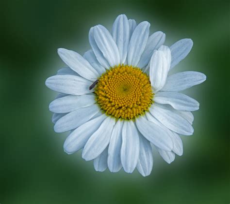 A Shasta Daisy Shasta Daisy Flowers Provide Perky Summer B Flickr
