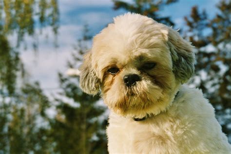 This handsome shih tzu puppy will make you fall in love the minute you look at his gorgeous face! Dog Blog | Dog Treats » Shih Tzu IVF Invitro Fertilization ...