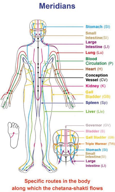The Meridians System Meridians Of The Body Yoga Dunia Blog Post