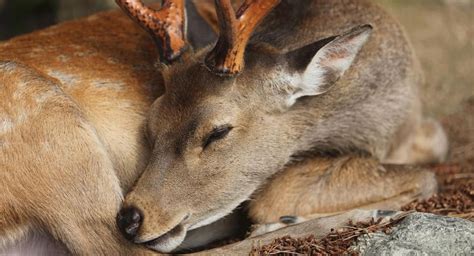Understanding How Do Deer Sleep Unveiling The Full Picture