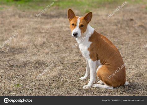 Mature Basenji Dog Sitting Ground Warm Spring Day — Stock Photo