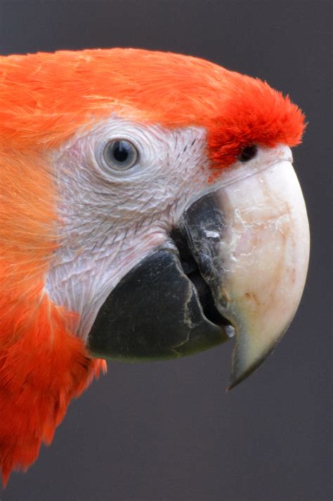 Free Images Bird Wing Animal Red Beak Fauna Lovebird Macaw