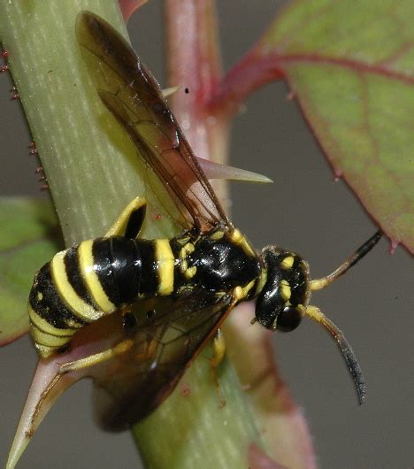 Small Black And Yellow Wasp Allantus Viennensis Bugguidenet