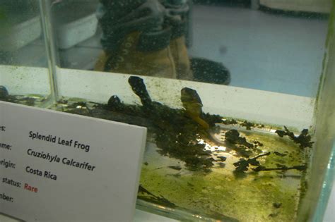 Self Displaying Splendid Leaf Frog At Manchester Museum 070115 Zoochat
