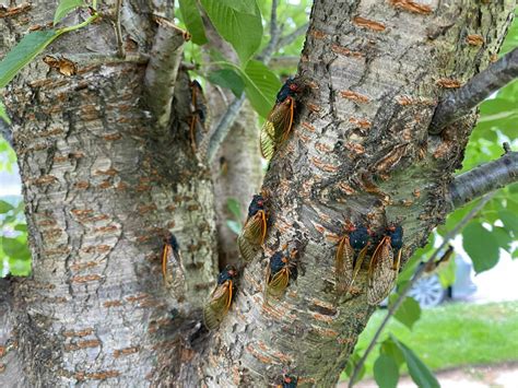 Cicadas Might Be Gone But The Damage To Your Trees Isnt Should You