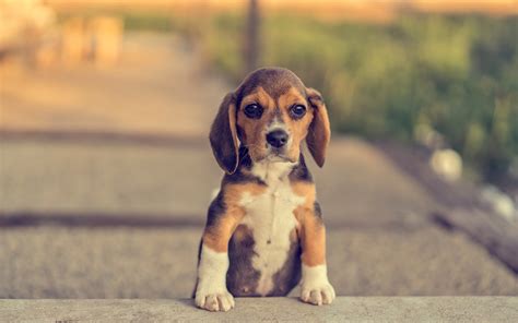 Desktop Wallpapers Puppy Beagle Dog Paws Animals 1920x1200