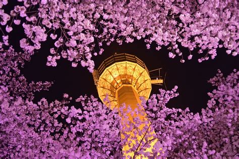 HD wallpaper: south korea, daegu, nightview, tower ... Cherry blossom night other anime background wallpapers.