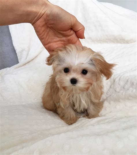 Browse maltipoo puppies for sale from 5 star breeders with uptown puppies. Brown Teacup Maltipoo Puppies Goldenacresdogs Com | Dog ...