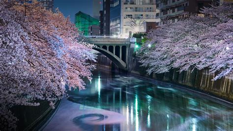 Sakura Blossom Cherry Trees At Meguro River Tokyo Japan