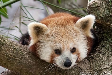 Red Panda In Washington Dc Zoo By Vartress On Deviantart