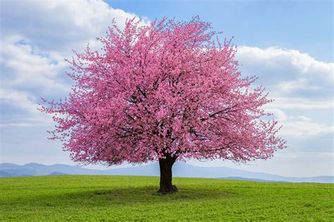 Kwanzan Cherry Blossom Tree Online Sale Save 57 Jlcatjgobmx