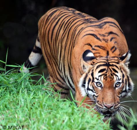Protect The Malayan Tiger And Restore Its Habitat Globalgiving