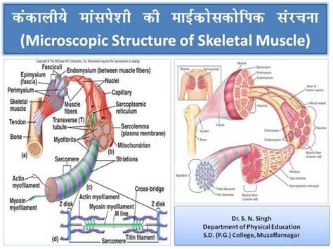 Microscopic Structure Of Skeletal Muscle By Dr S N Singh