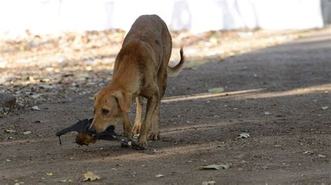 Indias Rabid Dog Problem Is Running The Country Ragged Bbc Future