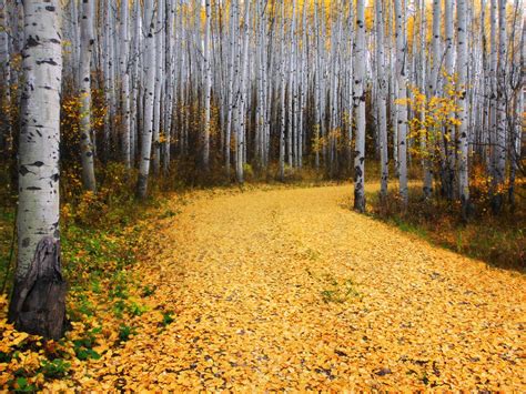Autumn Aspen Forest Trees Wallpapers Wallpaper Cave