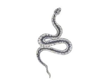 Miljolare.no: Klasse: Krypdyr (Reptilia)