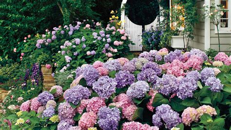 The Complete Guide To Hydrangeas Southern Living
