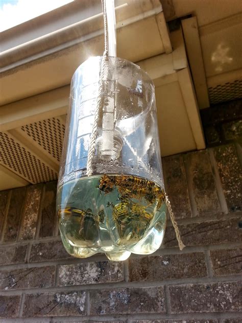 The Cool Science Dad The Wasp Trap