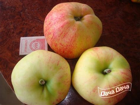 Так, для подмосковья нужны сорта, которые не боятся парши. Купить Яблоня ранняя Яблочный спас - описание сорта, фото ...