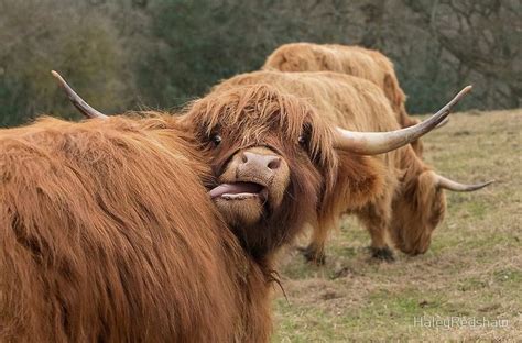 Funny Scottish Highland Cow Poster By Haleyredshaw Scottish Highland