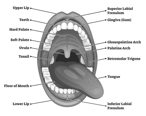 Parts Of Mouth And Throat