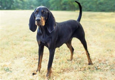 Black And Tan Coonhound Dog Breed Characteristic Daily And Care Facts