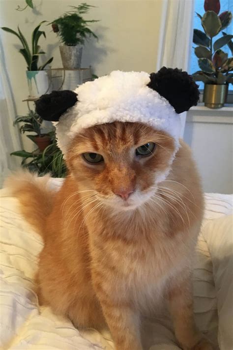 Colorful igame gtx 1080 fire ares x ad le. Bear Cat Cap ($8) | Cat Hats From Urban Outfitters ...