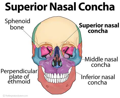 Superior Nasal Concha The Respiratory System