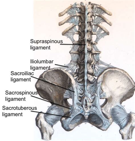 Lumbar Spine And Ligaments Gambaran