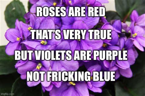 Theyre Called ‘violets For Goodness Sake Imgflip