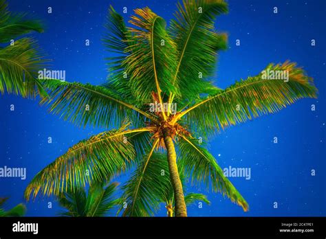 Tropical Night Sky Coconut Palm Trees And Stars Stock Photo Alamy