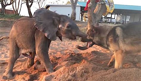 Dog Saves Baby Elephants Life Becomes His Best Friend Watch Good